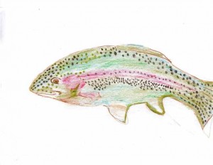 Drawing of a rainbow trout.