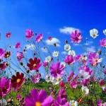 spring-flowers-40321988855_xlarge